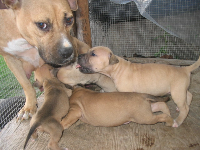 Gap kennels clearance